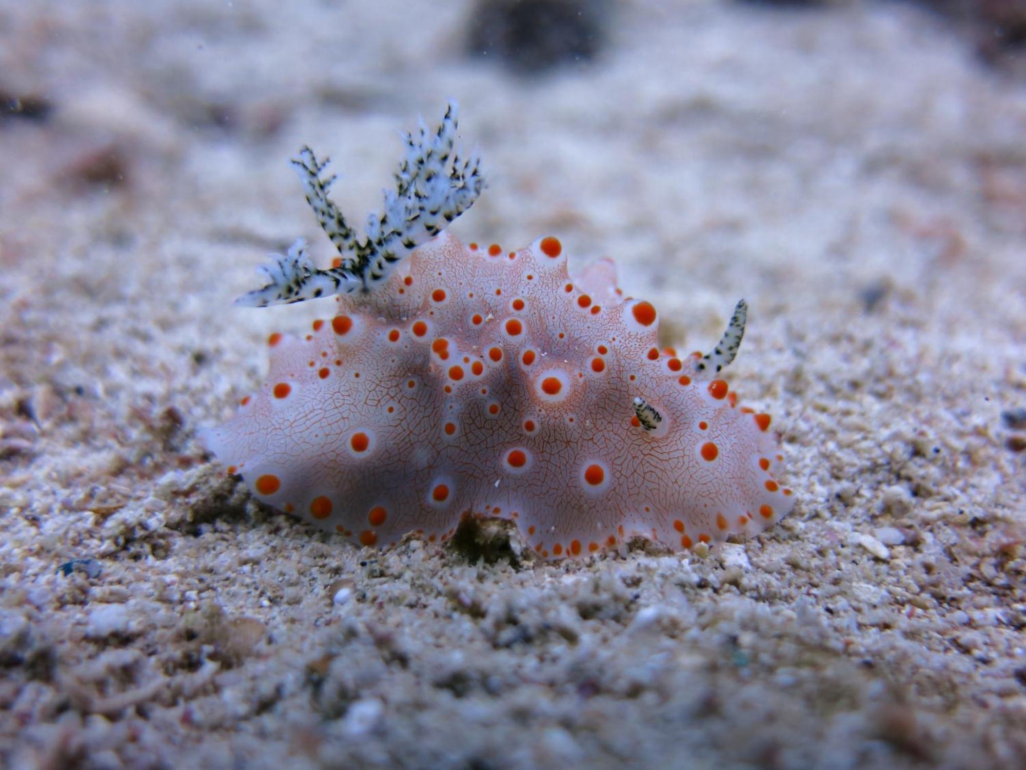 Badladz Beach And Dive Resort Puerto Galera Dış mekan fotoğraf